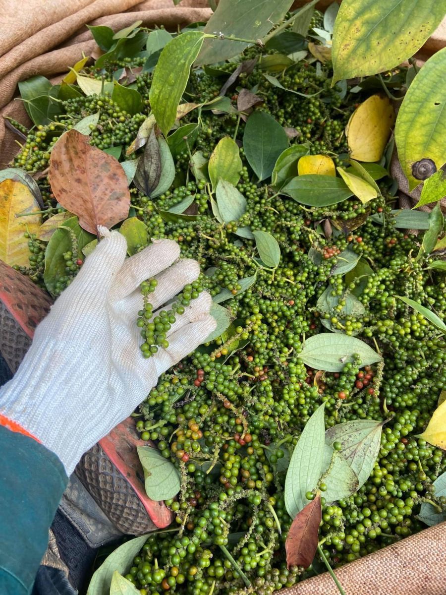 Giá nông sản ngày 22/9/2022: Cà phê quay đầu giảm, tiêu đạt 67.000 đồng/kg